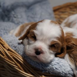 Cavalier King Charles Spaniel Puppies from Country View Cavaliers