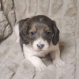 Snickers (blue based red) - Piebald Dachshund puppy in Lindsay, California from Lazy K&M Dachshunds