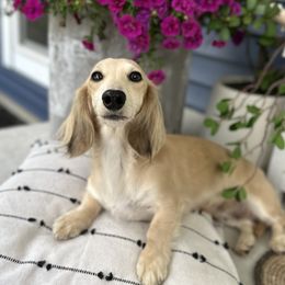 Posie - Dachshund