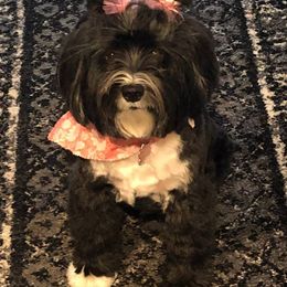 Tibetan Terrier All Grown Up from Dioghe Tibetan Terriers