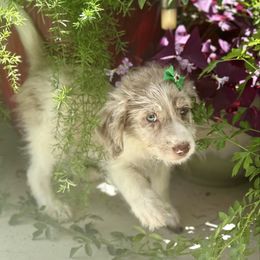 Red Man - Red merle male Aussiedoodle puppy in Eastman, Georgia from Dood B Ranch
