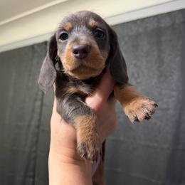 Blitzen AKC - Blue and tan female Dachshund puppy in Erie, Michigan from Champagne’s Grinch Toe’d Dachshunds