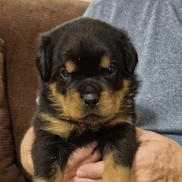 Guiniviere- Pink collar girl - Black and mahogany female Rottweiler puppy in Carnesville,, Georgia from Von Knopf Rottweilers