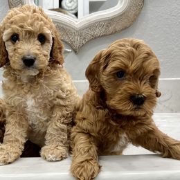 Goldendoodle Puppies from Celebrity Doodles MO