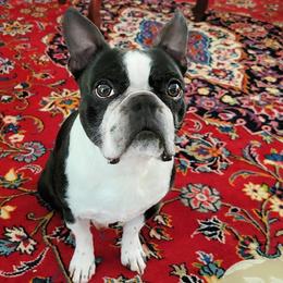 Winchester - Boston Terrier