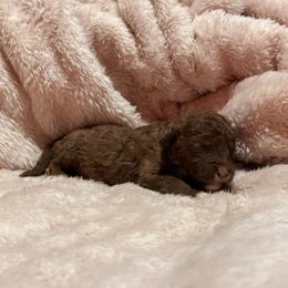 Liver Male - Liver male Bedlington Terrier puppy in Dunbar, Pennsylvania from Anolani