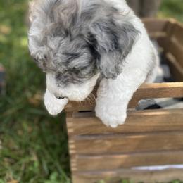 Sheepadoodle Puppies from Primrose Cottage Puppies