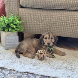 F1B Meet Lake :) - Sable male Cavapoo puppy in Centerville, Iowa from Barnyard Dachshunds, Dals & Doodles