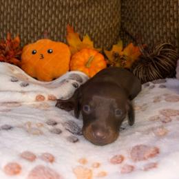 Dusty - Chocolate and tan male Dachshund puppy in Nashville, Georgia from Riverside Dachshund