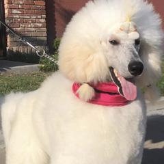 Poodles from Bakker's Poodles
