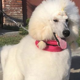 Poodles from Bakker's Poodles