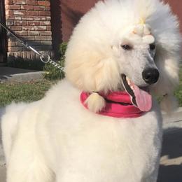 Poodles from Bakker's Poodles
