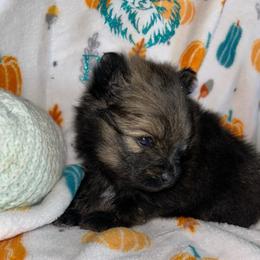 Clover - Black and tan male Pomeranian puppy in Zavalla, Texas from Precious Puff Poms