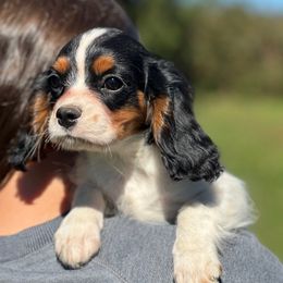 Blaze - Tri-color male Cavalier King Charles Spaniel puppy in Graysville, Tennessee from Country Goldens and Mountain Top Cavaliers