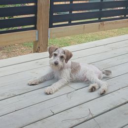 Schnoodle and Whoodle Puppies from kaleidoscope Kennels