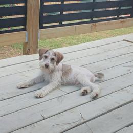 Schnoodle and Whoodle Puppies from kaleidoscope Kennels