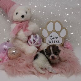 Rose - Cream sable parti female Pomeranian puppy in Concord, California from Eelan’s Poms