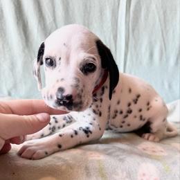 Blizzard - White and black male Dalmatian puppy in Travelers Rest, South Carolina from Cotton Top