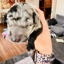 Zelda - Merle Great Dane puppy in Richmond, Texas from Ashli’s Great Danes