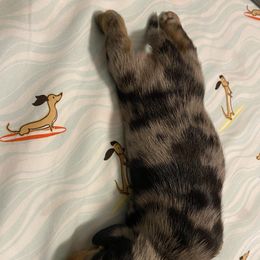 Dachshund Puppies from Sassy Kat’s Dachshunds