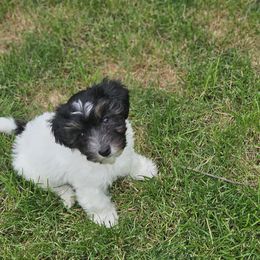 Coton de Tulear Puppies from Jac Be Nimble Cotons