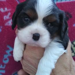 Cavalier King Charles Spaniels from Minas Colorado Cavalier Cuties