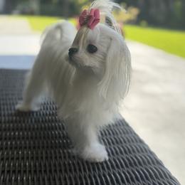 Foya 7500 - White female Maltese puppy in Miami, Florida from Natalias Tiny Puppies