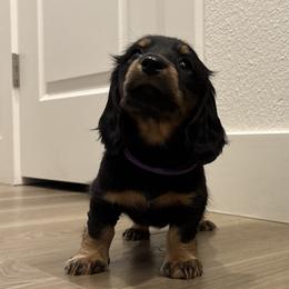 Purple - Black and tan female Dachshund puppy in Meridian, Idaho from Schön Duchshund