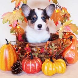 American Corgi and Pembroke Welsh Corgi Puppies from Whimsical Treasure Corgis