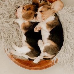 Beagles, Great Danes, and Pugs from Folklore Kennel