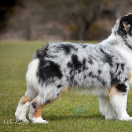Eli - Miniature American Shepherd