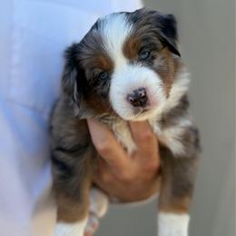 Providence - Blue merle male Toy Australian Shepherd puppy in Riverton, Utah from Iron Spirit Homestead & Aussies