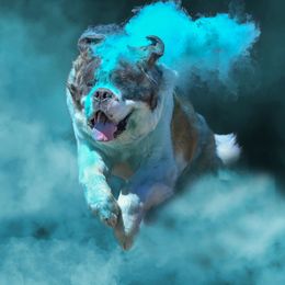 Saint Bernard All Grown Up from Metal Saints
