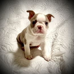 AKC Health Tested Aioli       ENS, ESI - Lilac female Boston Terrier puppy in Scottdale, Pennsylvania from Itty Bitty Boston & Chi Co, Veteran Owned