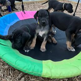 Great Dane Puppies from Sovereignty Woods Great Danes