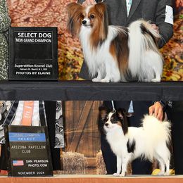 Papillon puppies from Desertpaws Papillons