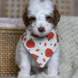 Sneezy - Parti male Goldendoodle puppy in Warsaw, Ohio from Lovabledoodles