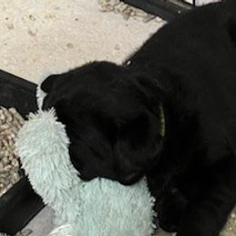 Girl 2 - Labrador Retriever puppy from Horseman Hilltop Labradors and Jodee's Frenchies