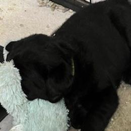 Girl 2 - Labrador Retriever puppy from Horseman Hilltop Labradors and Jodee's Frenchies