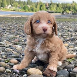 Alabaster - female Australian Mountain Doodle puppy in Port Orchard, Washington from Yukon Harbor Doodles