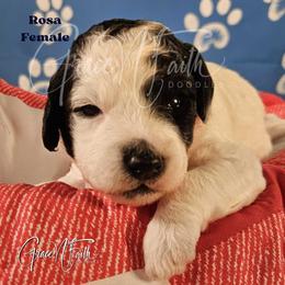 Rosa - Parti female Goldendoodle puppy in Peyton, Colorado from Grace N Faith Doodles