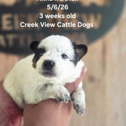 Boy 2 - Blue male Australian Cattle Dog puppy in Monroe, North Carolina from Creek View Cattle Dogs