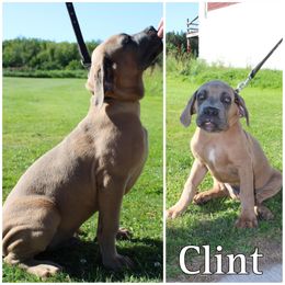 Cane Corso Puppies from Dale Diessner