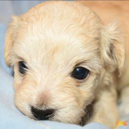 Colter - Cream male Maltipoo puppy in Rainbow City, Alabama from Southland Farm Kennels