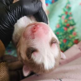 Sunny - Brown and white female Siberian Husky puppy in Springfield, Massachusetts from 16acreshuskies