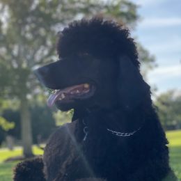 Rambo - Poodle