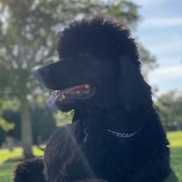 Rambo - Poodle
