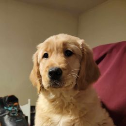 Golden Retriever Puppies from Wild Roost Goldens