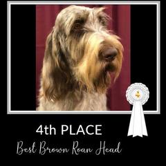 Doge - Spinone Italiano