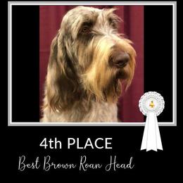 Doge - Spinone Italiano